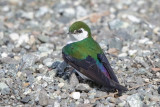 Voilet-green Swallow