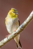Finches, Crossbills, Old World Sparrows, Redpolls, Siskins, Euphonia, Grosbeak