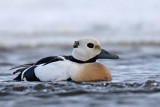 Stellers Eider