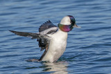 Bufflehead