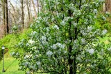 Its Bradford Pear Blooming Time