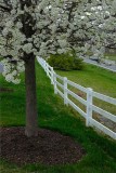 The Bradford Pears are Blooming