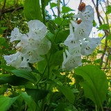 Whitebells?