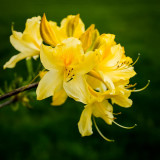 A Golden Azalea