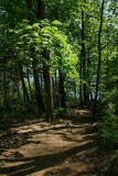 Hiking Down to the Lake