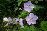 Flowers Along the Trail