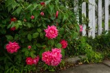 Roses by the Picket Fence