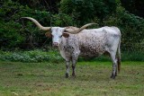 A Northbrook Longhorn