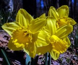 Its Daffodil Season