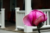 Magnolia Blooming