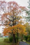 Autumn on the Back Roads of Chester County