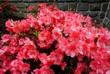 Our Azaleas are Blooming!