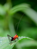 Grass Katydid 悅鳴草螽若蟲 Conocephalus melas, nymph