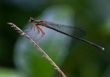 Copera ciliata 白狹扇蟌 (Female)