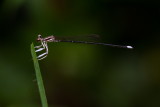 Copera ciliata 白狹扇蟌 (Male)