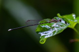 Copera ciliata 白狹扇蟌 (Male)