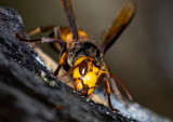 Greater Banded Hornet 黃腰胡蜂 Vespa tropica ducalis