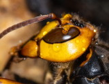 Greater Banded Hornet 黃腰胡蜂 Vespa tropica ducalis