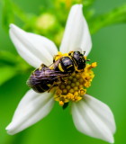 Small Carpenter Bee 南方蘆蜂 Ceratina cognata