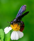 Scoliid Wasp 褐赤土蜂 Scolia azurea