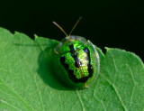 Tortoise Beetle 甘薯台龜甲 Taiwania circumdata