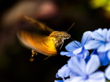 Hawk Moth 長喙天蛾 Macroglossum