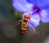 Black-banded Hover Fly 黑帶食蚜蠅 Episyrphus balteata