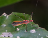 Coreid Bug 緣蝽