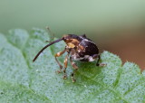 Weevils 象鼻蟲