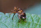 Weevils 象鼻蟲