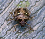 Stink Bug 二星蝽 Stollia guttiger