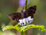 Hesperiidae (Skippers) 弄蝶