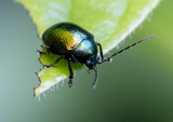 Flea Beetle 藍跳甲 Altica cyanea