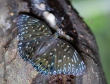 Nymphalidae (Nymphs) 蛺蝶