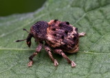Snout Beetle 毛束象 Desmidophorus hebes