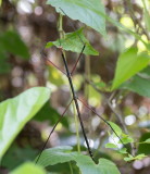 Stick insect 節竹蟲