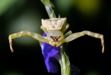 Thomisus labefactus 三角蟹蛛 Crab Spider