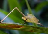 Insects & Macro