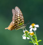 Tailed Jay 統帥青鳳蝶 Graphium agamemnon
