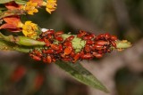 milkweed bugs