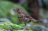 Bassian Thrush