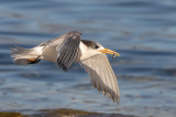 Crested Tern