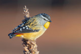 Spotted Pardalote (male)