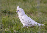 Little Corella