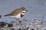 Doule-banded Plover