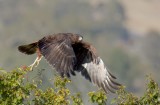 Swamp Harrier (juvenile)