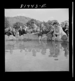 Wishing well- throw your penny in the box and you get your wish. At Mohawk Trail, Massachusetts, FSA Oct 1941