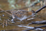 2. Baillons Crake - Porzana pusilla