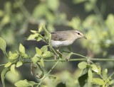 1. Willow Warbler - Phylloscopus trochilus