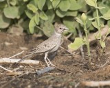 2. Black-crowned Sparrow-Lark - Eremopterix nigriceps